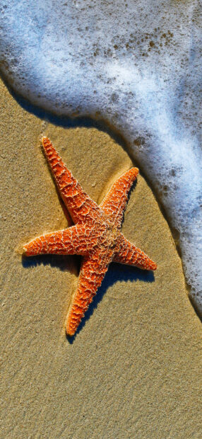 A single starfish resting on sandy beach near ocean foam wave