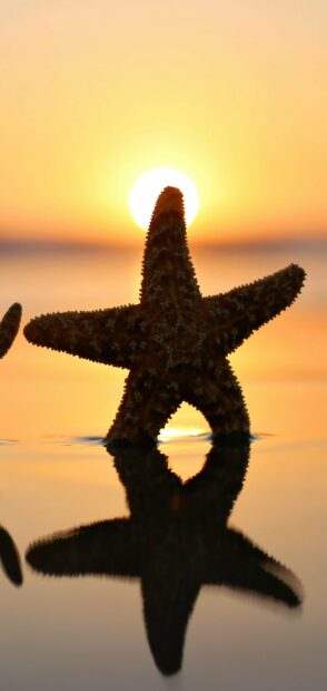 A starfish on water reflecting the sunlight during sunset