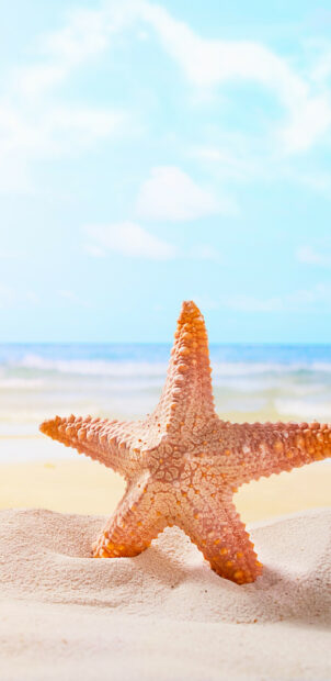 A close up of a starfish on the sandy beach under a bright blue sky