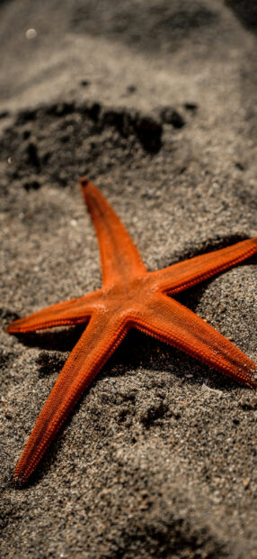 Close up of orange starfish lying on sandy beach in bright sunlight