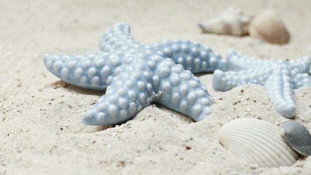 A close up of starfish resting on sandy beach with seashells nearby