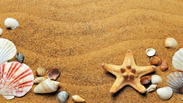 A starfish surrounded by seashells on golden sand in a natural beach setting