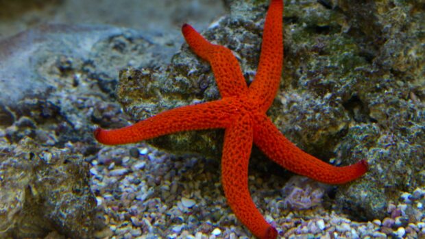 A vibrant red starfish resting on ocean rocks and pebbles in clear water