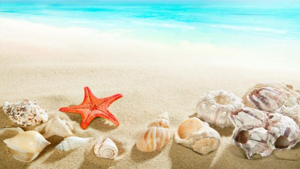 A bright starfish surrounded by various seashells on sandy beach sand