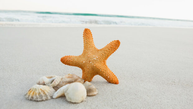 Orange starfish standing on sandy beach with various seashells nearby