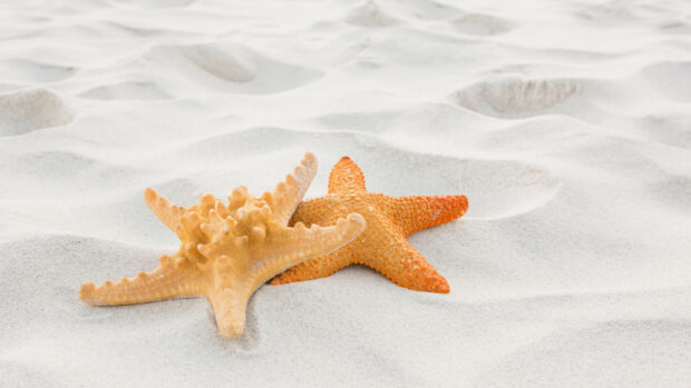 Two starfish resting on soft white sand in a beach setting