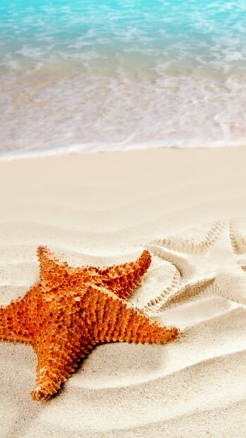 A close up of a starfish on sandy beach near ocean shore