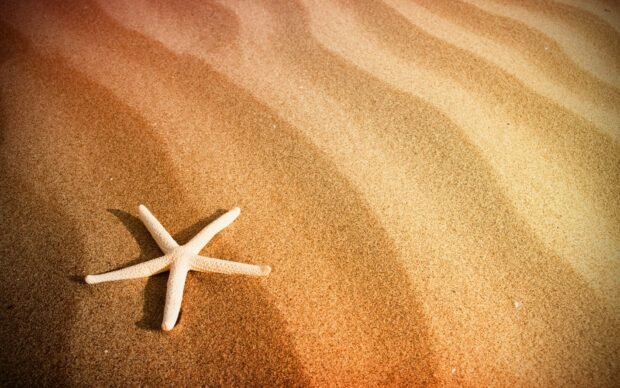 A starfish resting on textured sand creating natural patterns in the beach environment