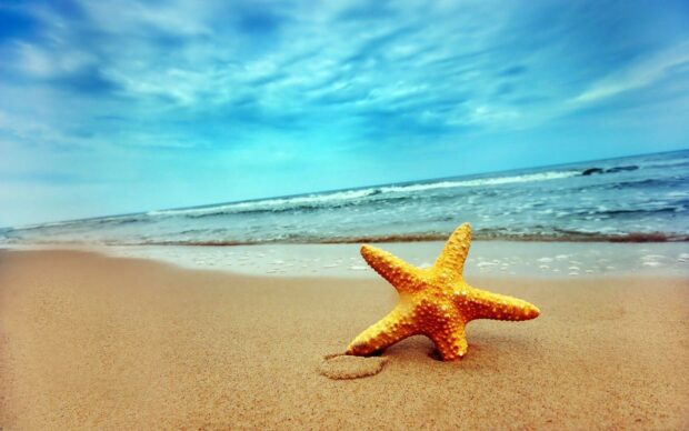 A starfish resting on the sandy beach near the ocean under a bright blue sky