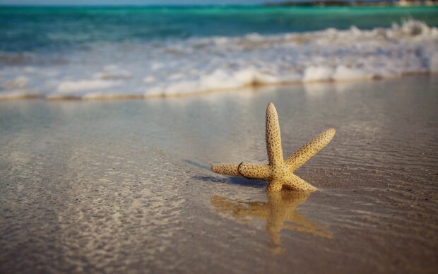 A starfish resting on wet sand near ocean waves on the beach