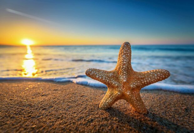 A detailed starfish resting on sandy beach during sunset with calm sea in the background