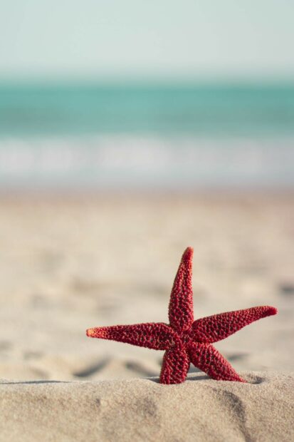 A red starfish resting on sandy beach near the ocean shore