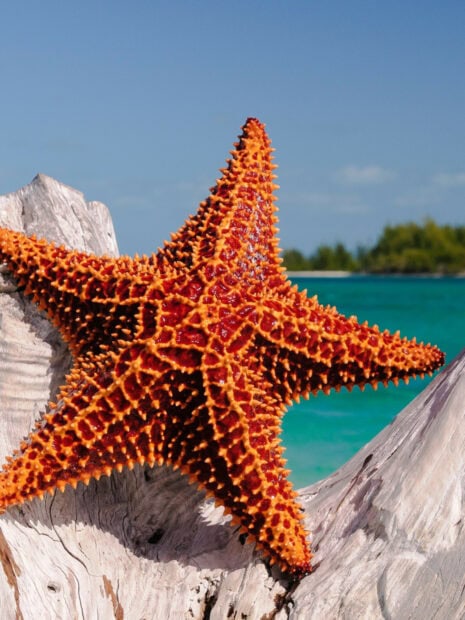 Close up of a textured starfish on driftwood near the ocean shore