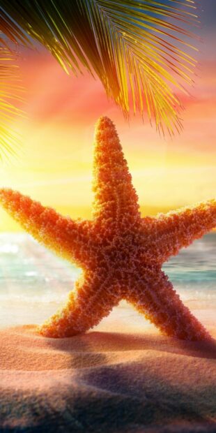 A close up of a starfish on the sandy beach under palm leaves at sunset