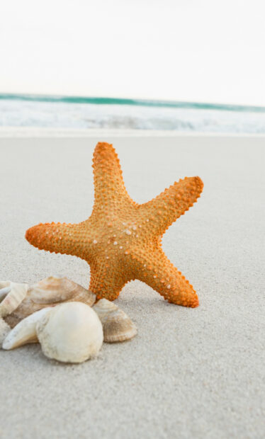 A textured starfish resting on sandy beach near seashells and ocean shore