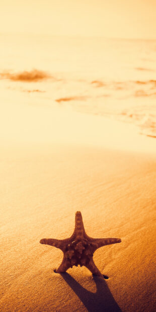 A single starfish resting on the sandy beach with ocean waves in the background