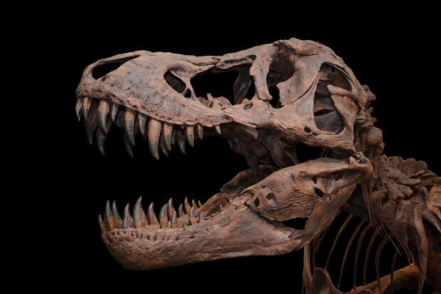 Detailed close up of a Tyrannosaurus Rex skull fossil displayed against black background
