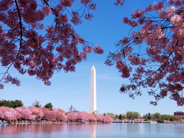 Cherry blossoms surrounding the Washington Dc monument with clear blue sky and reflections in water