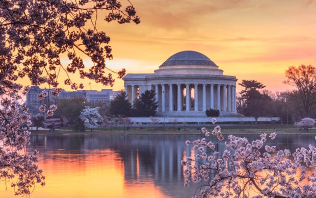 Cherry blossoms framing the Jefferson Memorial in Washington Dc at sunset with calm water reflection