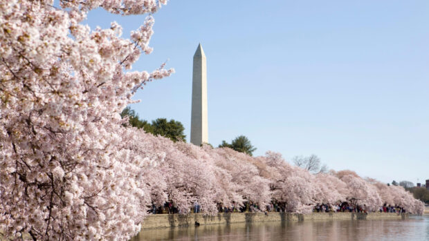 Washington Dc cherry blossom trees surrounding the monument in spring