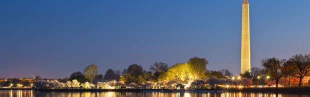Washington Dc cherry blossoms near the Washington monument illuminated at night