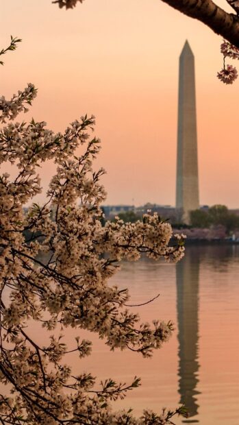 Washington Dc in spring with cherry blossoms near the water surface