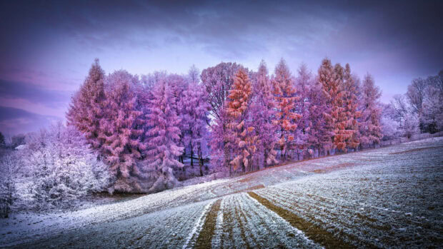 Snow covered frosty trees in a winter forest landscape