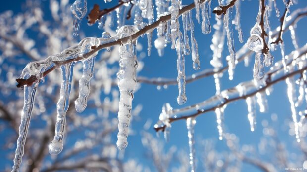 Frozen branches covered with ice crystals under a clear blue winter sky