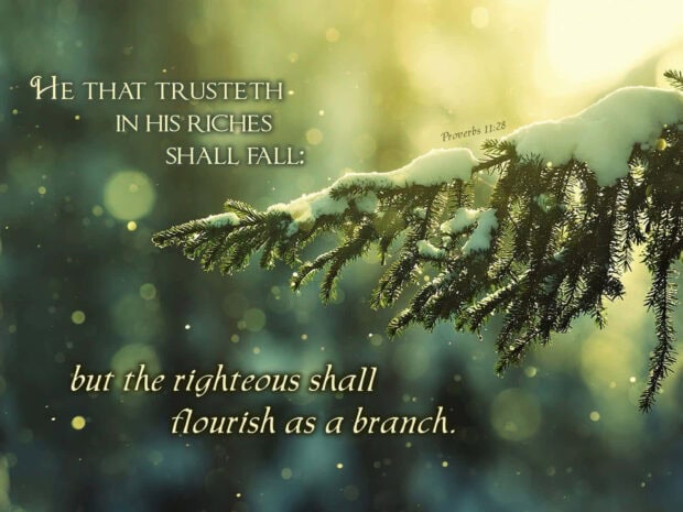 Pine branch covered with snow in winter aesthetic with inspirational proverb text