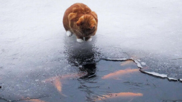A curious cat looks down at fish beneath the cracked ice on a frozen pond