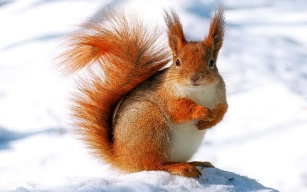 A red squirrel sitting on snow in winter animal