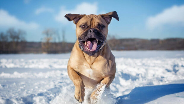 Brown dog running happily in the snow during winter