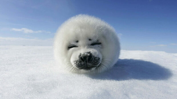A seal pup resting on the snow in a winter landscape