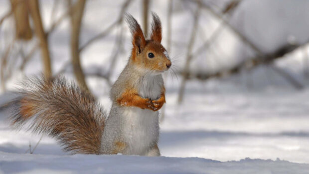 A winter animal squirrel sitting in the snow with snow on its nose and fluffy tail