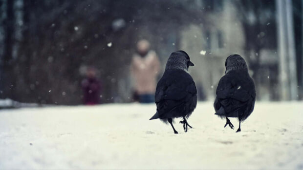 Two winter bird animals walking on snow covered ground in a cold season