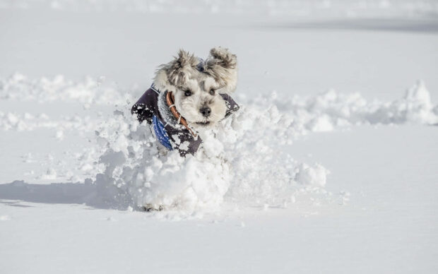 A playful dog running through the deep snow in winter animal setting
