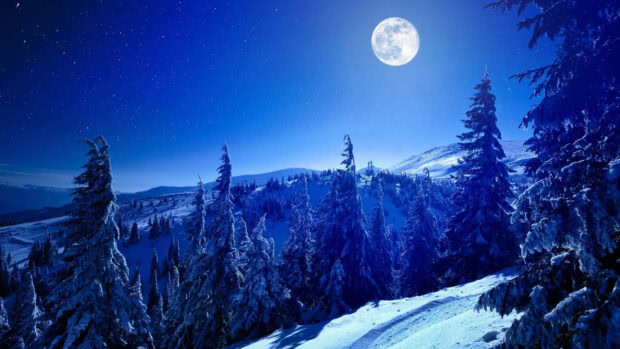 Snow covered pine trees fill a winter forest under a bright full moon in the night sky