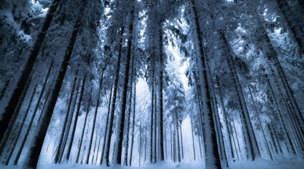 Tall winter forest trees covered with snow under a bright sky in a cold winter forest
