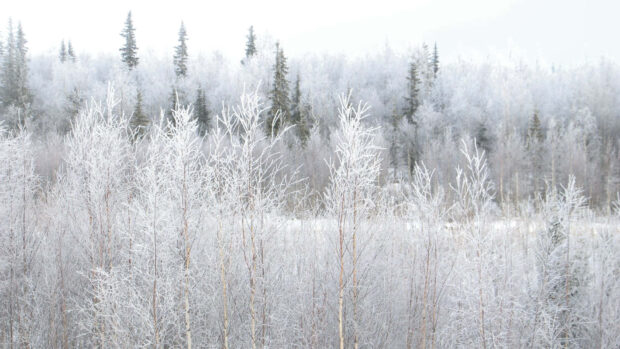 Frost covered winter forest with bare trees and evergreen trees in the background