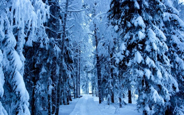 Snow covered trees in a winter forest with a narrow path through the woods