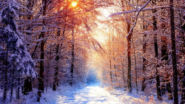 Snow covered trees in a winter forest with sunlight shining through