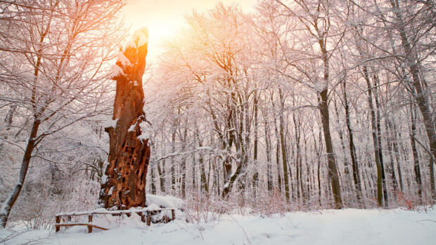 A winter forest with snow covered trees and a large aged tree trunk illuminated by sunlight