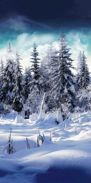 Snow covered pine trees in a winter forest with a clear sky
