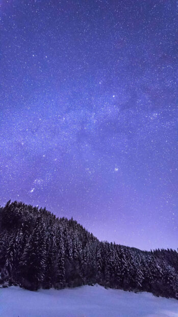 Snow covered forest under a clear winter night sky filled with stars
