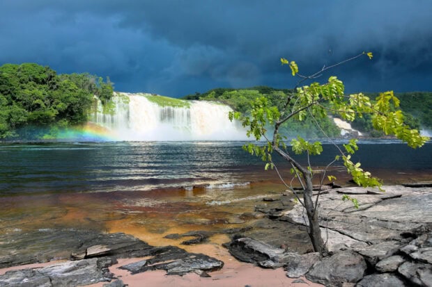 A small tree stands on rocky shore near Canaima National Park with waterfall and rainbow in the distance