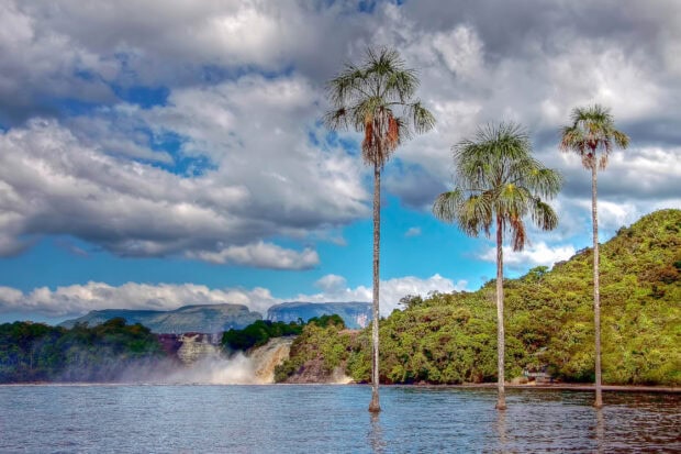 Tall palm trees rising from water in Canaima National Park surrounded by lush greenery