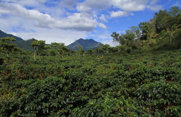 Lush Guatemala coffee plantation with mountains and blue sky in the background