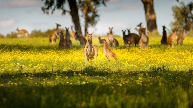 A group of kangaroo in a field full of yellow flowers under the sunlight