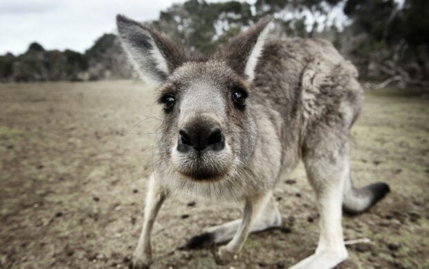 Close up of a kangaroo with detailed fur and face in natural habitat