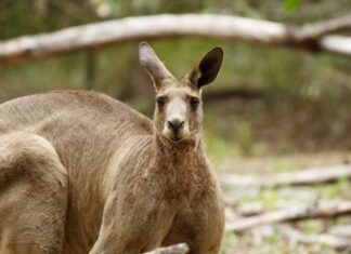 A close up of a kangaroo standing in a natural environment with visible fur details and alert ears